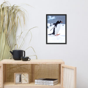 Antarctica Waddling Penguin Framed Photo
