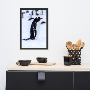 Antarctica Standing Penguin Framed Photo