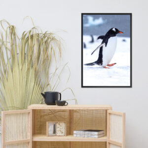 Antarctica Waddling Penguin Framed Photo