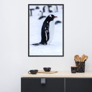 Antarctica Standing Penguin Framed Photo