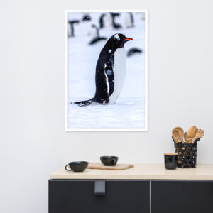 Antarctica